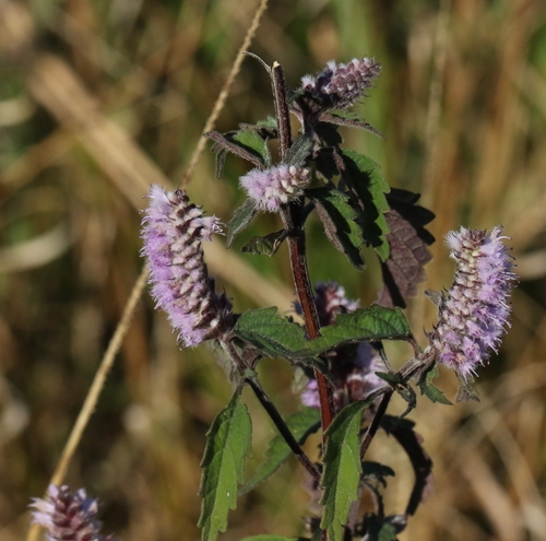 Image of Elsholtzia argyi by no rights reserved