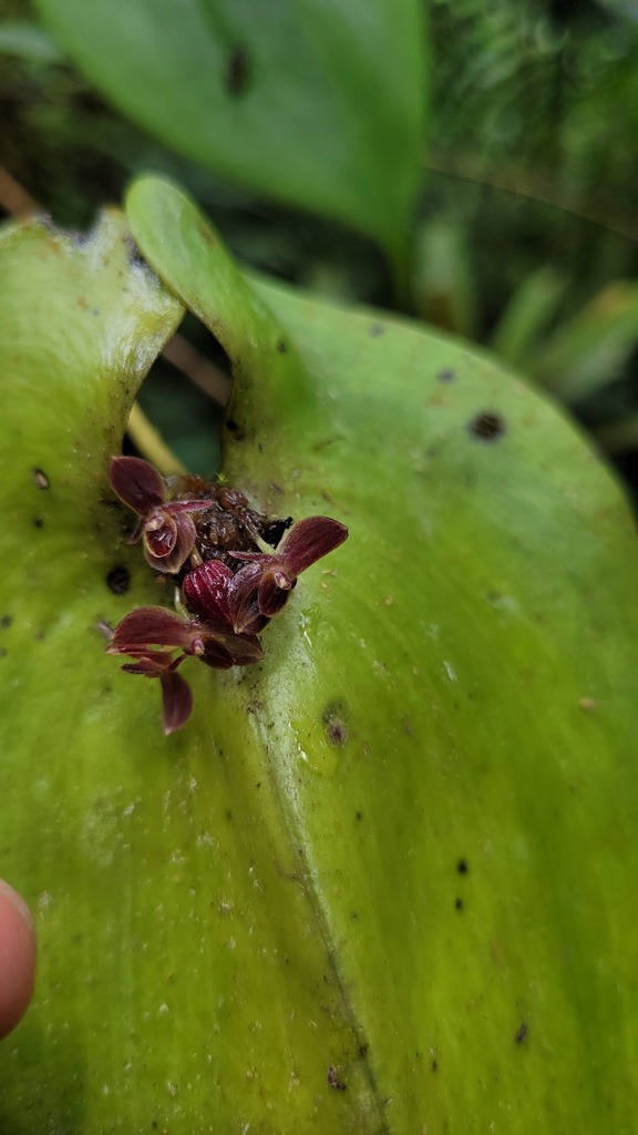 Pleurothallis trachysepala; photograph (c) Frank Dietze, some rights reserved (CC BY)