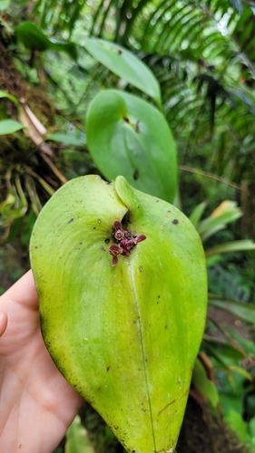 Pleurothallis trachysepala, photograph 1