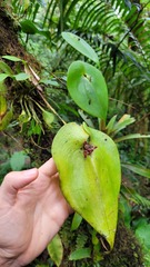 (c) Frank Dietze, some rights reserved (CC BY) Pleurothallis trachysepala, photograph (c) Frank Dietze, some rights reserved (CC BY)