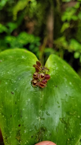 Pleurothallis trachysepala, photograph 3