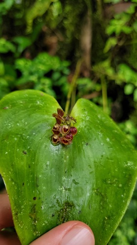 Pleurothallis trachysepala, photograph 4