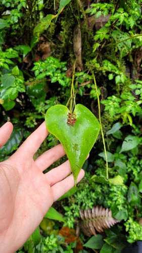 Pleurothallis trachysepala, photograph 5