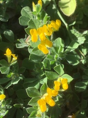 Lotus ornithopodioides