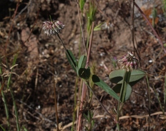 Trifolium ciliolatum