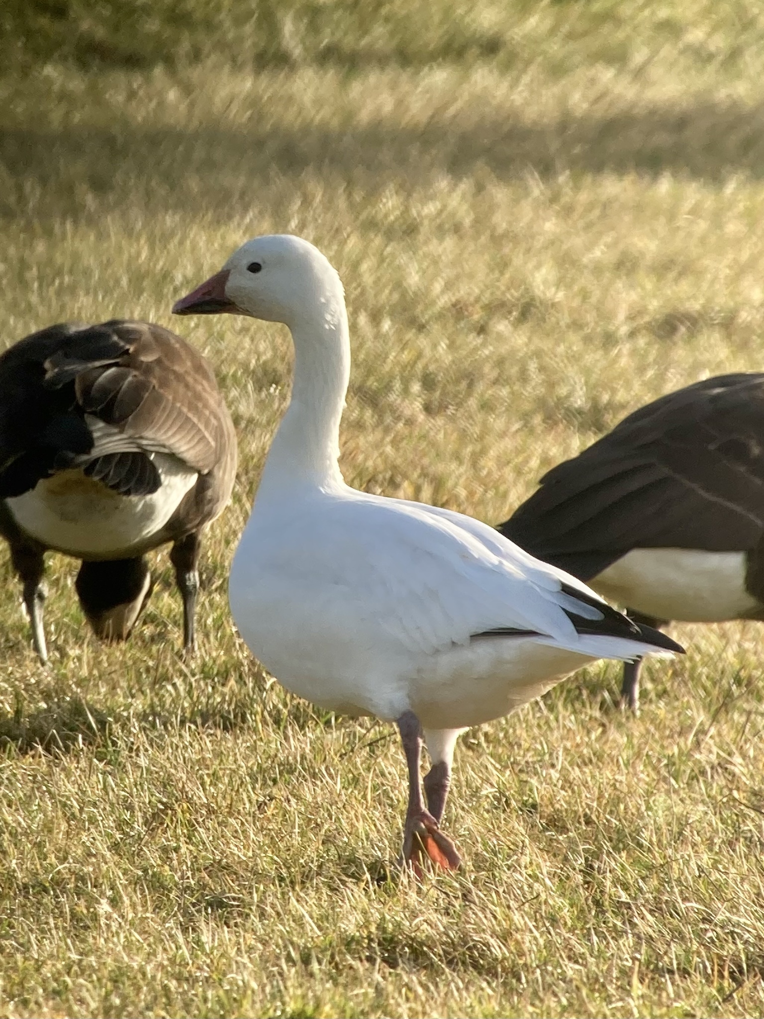 Snow Goose