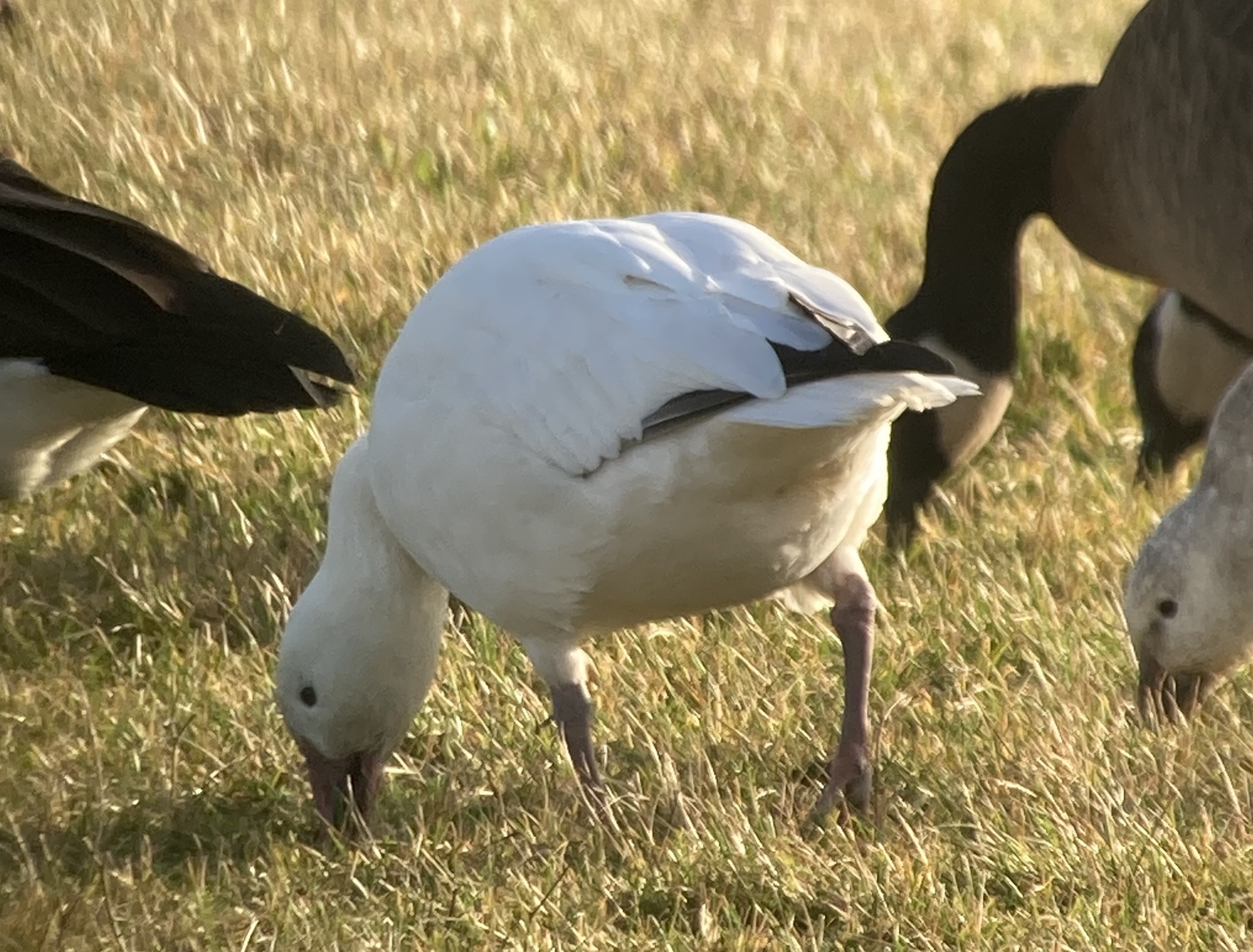 Snow Goose