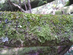 Thuidium peruvianum