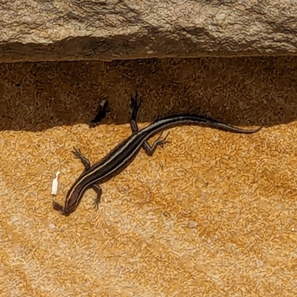 Elegant Snake-eyed Skink