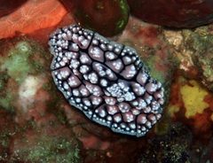 Phyllidiopsis