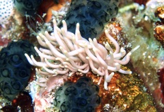 Phyllodesmium briareum