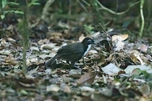 Chowchilla (Orthonyx spaldingii), photo 10