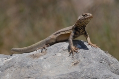 Poconchile Pacific Iguana photo 4