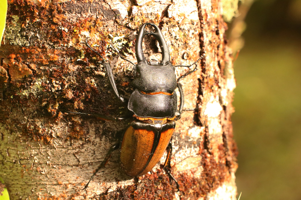 Odontolabis katsurai