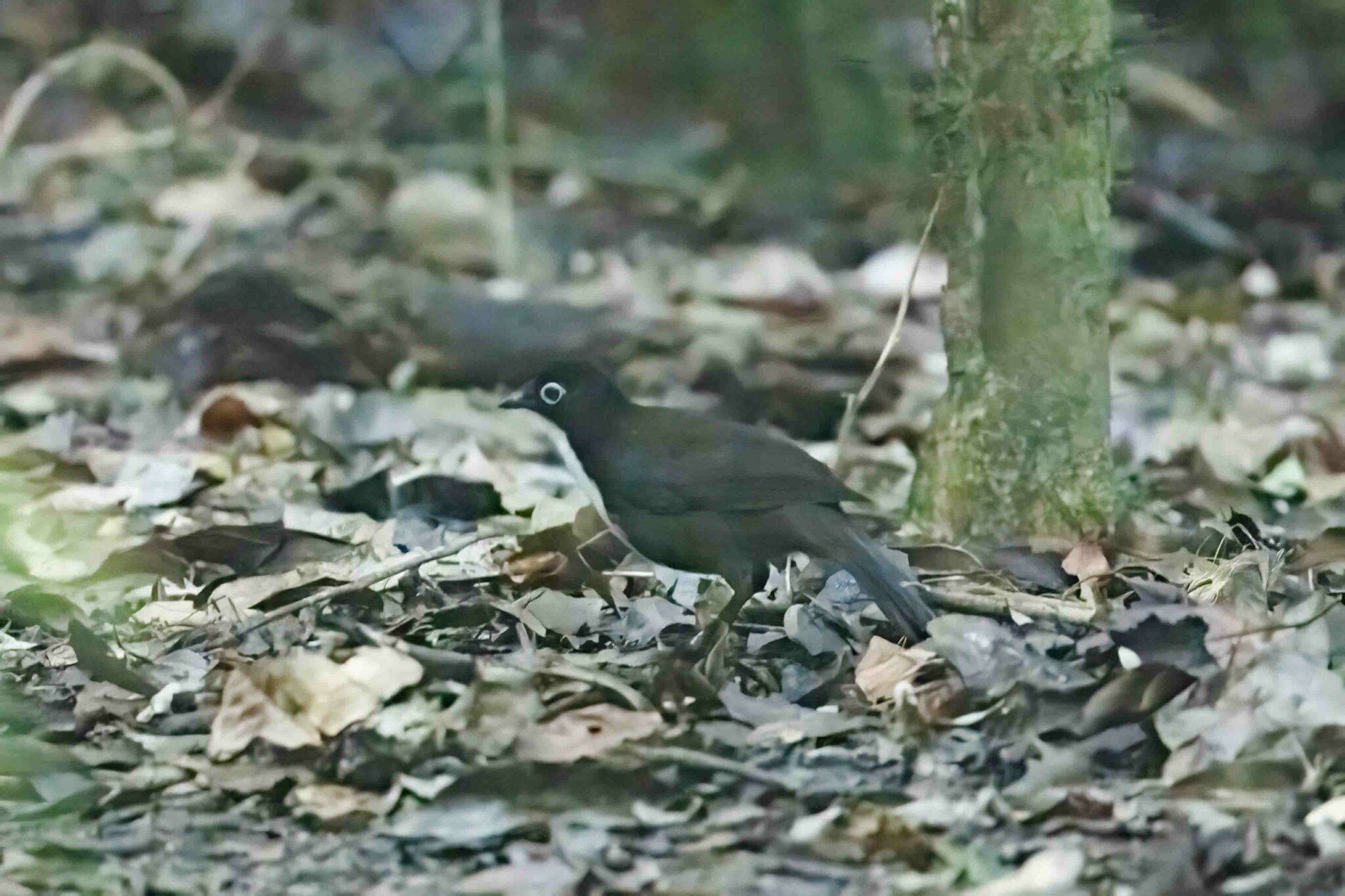 Chowchilla (Orthonyx spaldingii), photo 9
