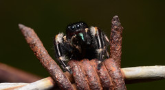 Phidippus princeps