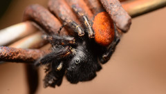 Phidippus princeps