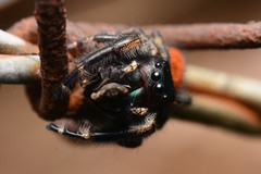 Phidippus princeps