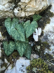 Cyclamen balearicum