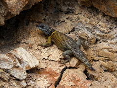 Eastern Cleft Spiny Lizard photo 3