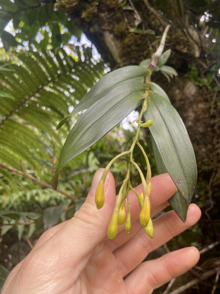 Epidendrum boricuomutelianum