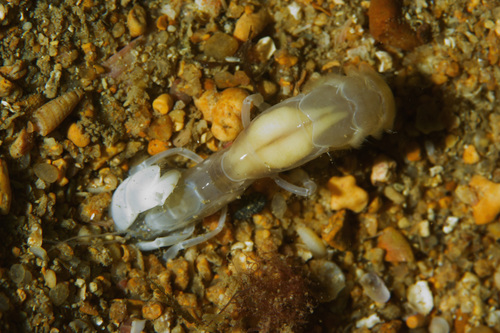 Bay Ghost Shrimp (Neotrypaea californiensis) · iNaturalist Canada