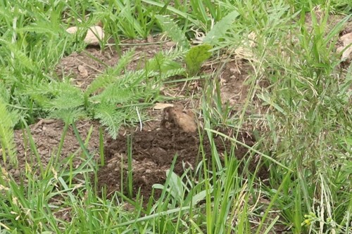 Ruidoso pocket gopher (Megascapheus ruidosae) — Data Deficient Mammalia