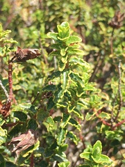 Hypericum balearicum