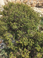 Hypericum balearicum