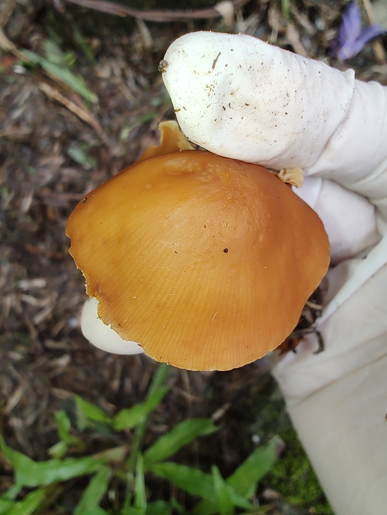 Conocybe aurea