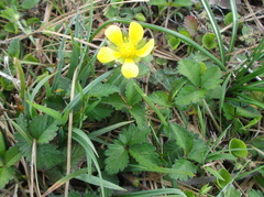 Potentilla indica