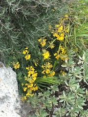 Hippocrepis balearica