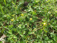 Potentilla indica