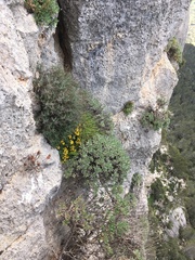 Hippocrepis balearica