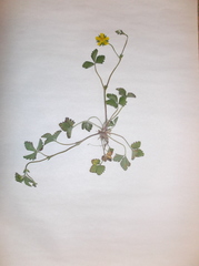 Potentilla indica