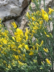 Genista majorica