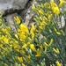 Genista majorica - Photo (c) fischair, some rights reserved (CC BY-NC), uploaded by fischair