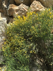 Genista majorica