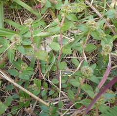 Euphorbia ophthalmica