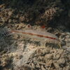 Freckled Goatfish - Photo (c) Claire Goiran, some rights reserved (CC BY-NC), uploaded by Claire Goiran