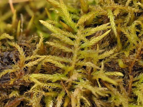 Haplocladium microphyllum