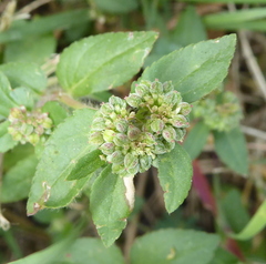 Euphorbia ophthalmica