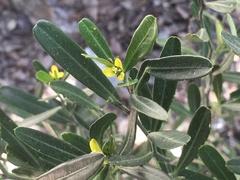 Cneorum tricoccon