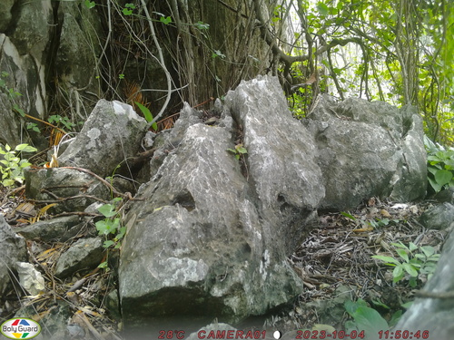 Rufous Limestone Babbler (Gypsophila calcicola), photo 4