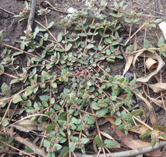 Euphorbia ophthalmica