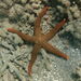 Yellow Mesh Sea Star - Photo (c) Claire Goiran, some rights reserved (CC BY-NC), uploaded by Claire Goiran