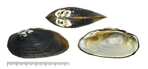 Nodularia douglasiae