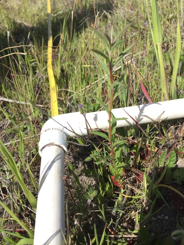 iNaturalist observation photo of Dicots