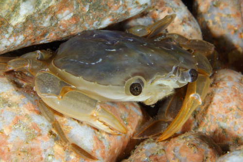 Representative image of Polybius henslowii