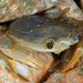 Henslow's Swimming Crab - Photo (c) João Pedro Silva, some rights reserved (CC BY-NC)